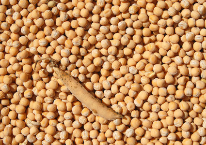 6 field peas